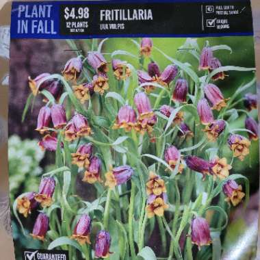 Fritillaria uva-vulpis