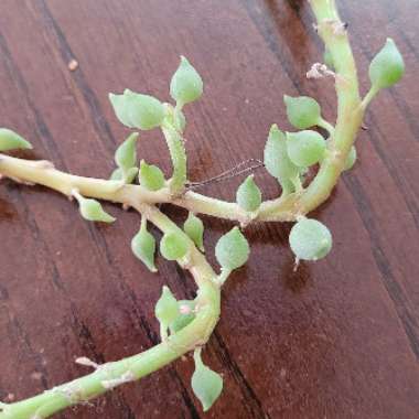 Curio Herreanus syn. Senecio Herreanus