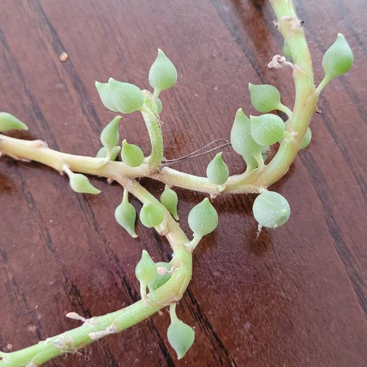 Plant image Curio Herreanus syn. Senecio Herreanus