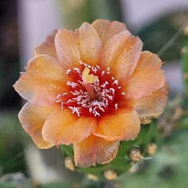 Consolea rubescens syn. Opuntia rubescens