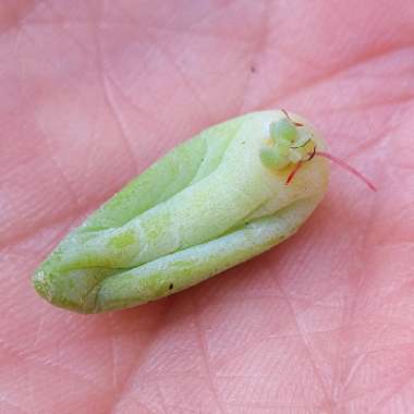 Sedum Morganianum