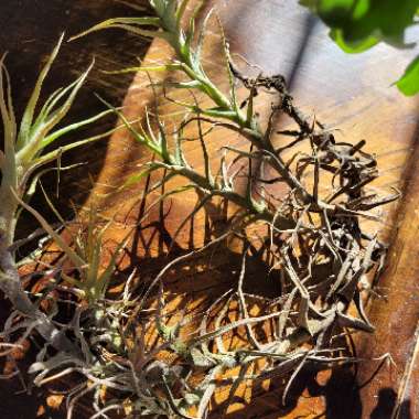 Tillandsia