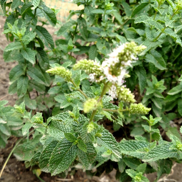 Mentha x piperita 'Black Peppermint'