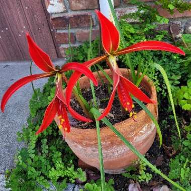 Sprekelia formosissima syn. Amaryllis formosissima