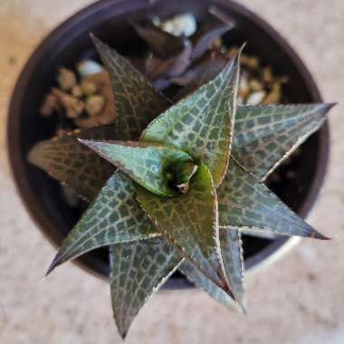 Haworthiopsis venosa