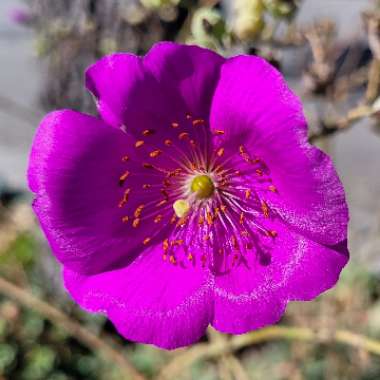 Calandrinia grandiflora