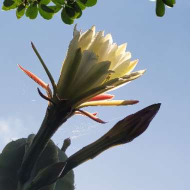 Cereus repandus syn. Cereus peruvianus