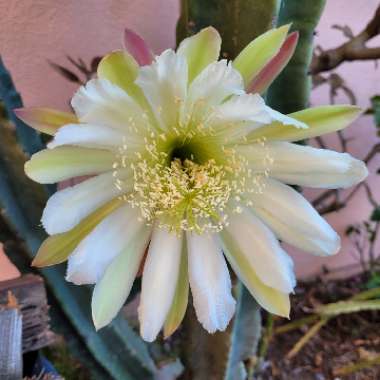 Cereus repandus syn. Cereus peruvianus