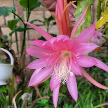 Epiphyllum