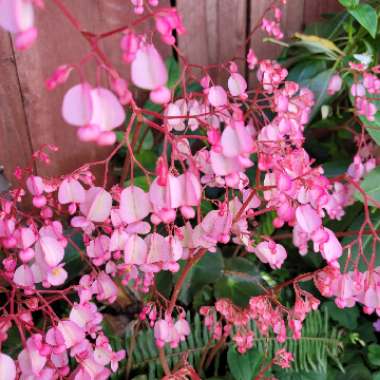 Begonia x erythrophylla