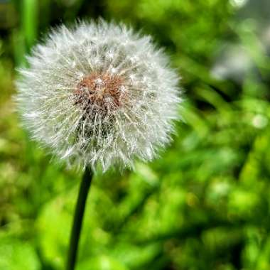 Taraxacum officinale