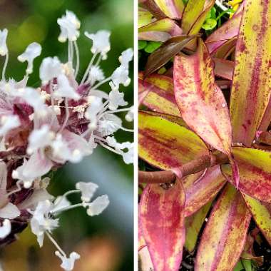 Callisia Fragrans