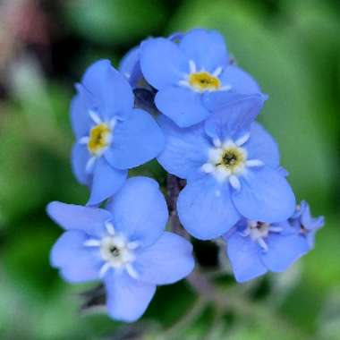 Myosotis