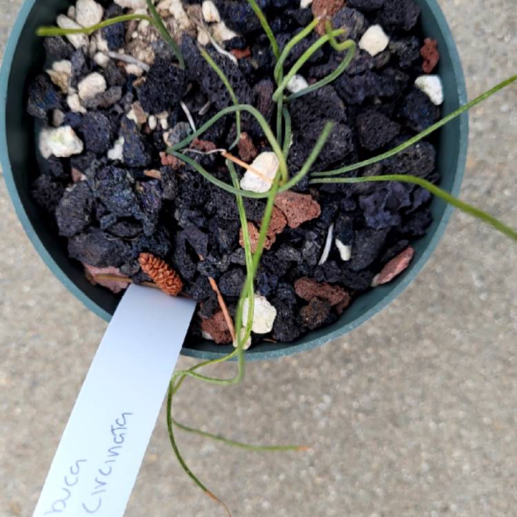 Plant image Albuca namaquensis syn. Albuca circinata, Ornithogalum namaquense