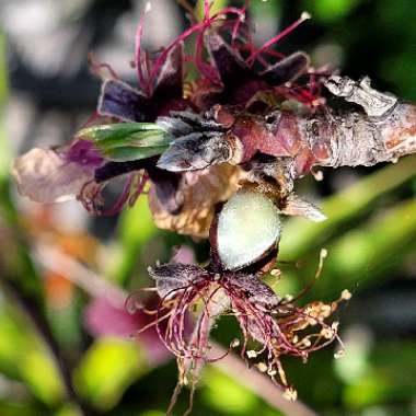 Prunus persica 'Midpride'