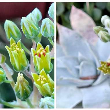 Dudleya brittonii