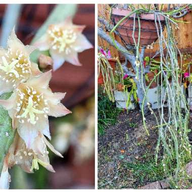 Rhipsalis pilocarpa