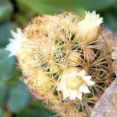 Mammillaria elongata 'Goldilocks'