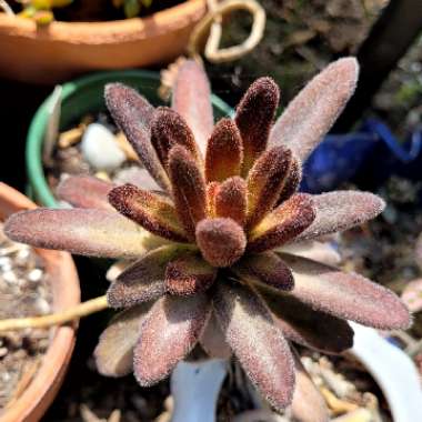 Kalanchoe Tomentosa 'Chocolate Soldier'