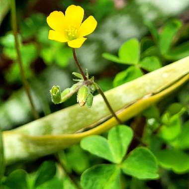 Oxalis corniculata