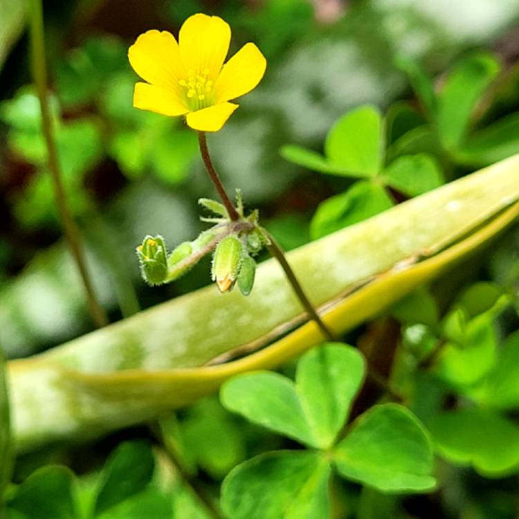 Plant image Oxalis corniculata