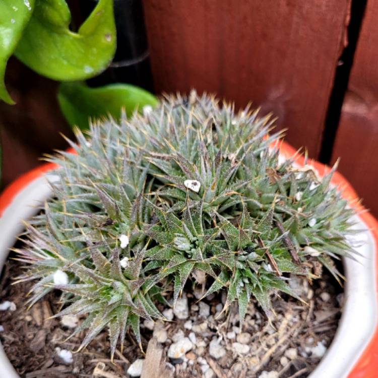 Plant image Deuterocohnia brevifolia