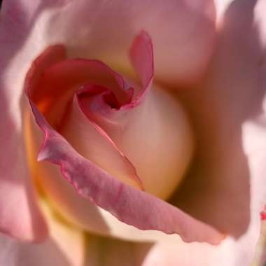 Rosa (Hybrid Tea)