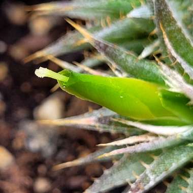 Deuterocohnia brevifolia