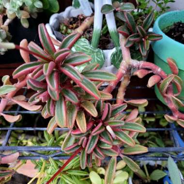 Peperomia Graveolens