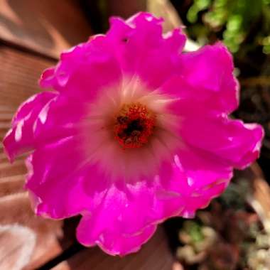 Echinocereus pectinatus rubispinus