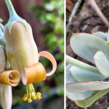 Cotyledon orbiculata 'Silver Storm'