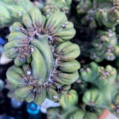 Cereus forbesii monstrose 'Ming Thing'