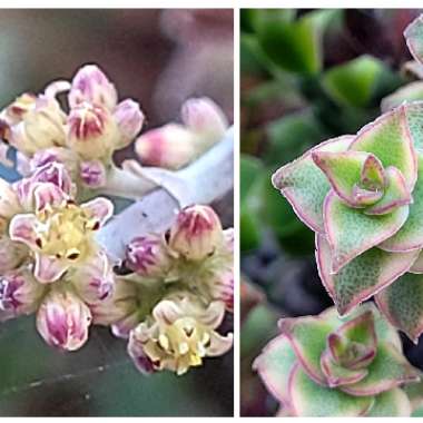 Crassula Perforata Variegata