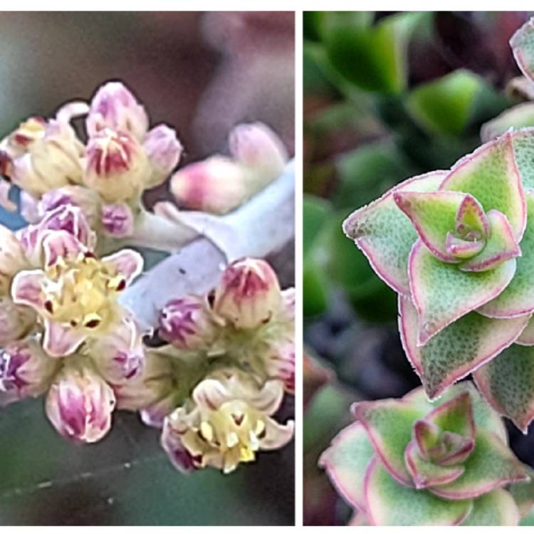 Plant image Crassula Perforata Variegata