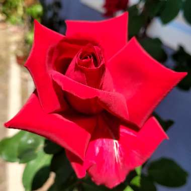 Rose 'Mister Lincoln' (Hybrid Tea)