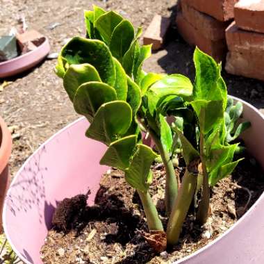 Zamioculcas zamiifolia