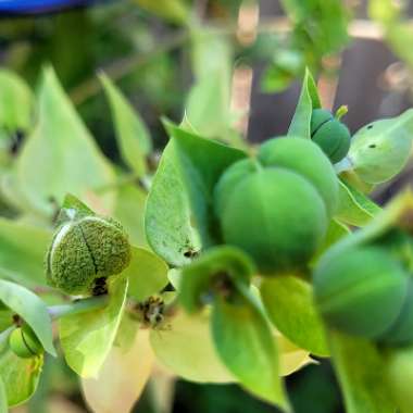 Euphorbia Rigida  Gopher Plant