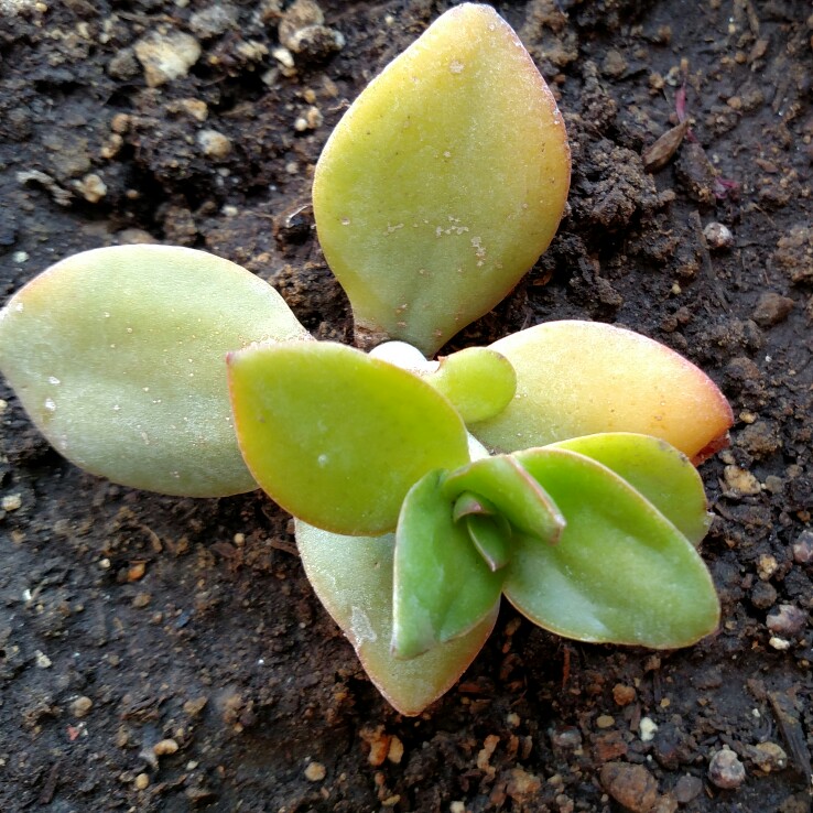 plant image 179812