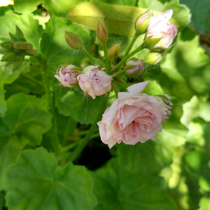 Plant image Pelargonium 'Millfield Rose'