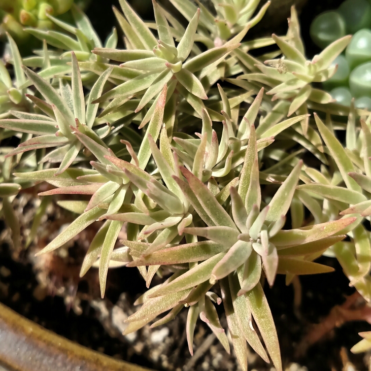 Plant image Sedum Lineare