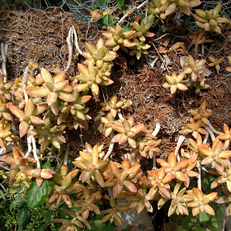 plant image 230668