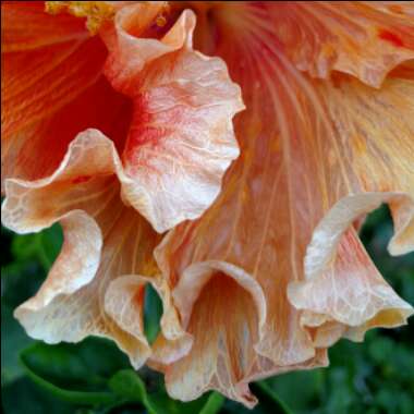 Hibiscus rosa-sinensis 'Fiesta'