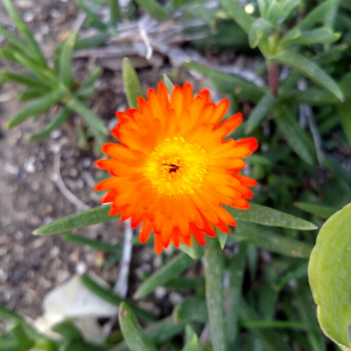 Plant image Delosperma lydenburgense