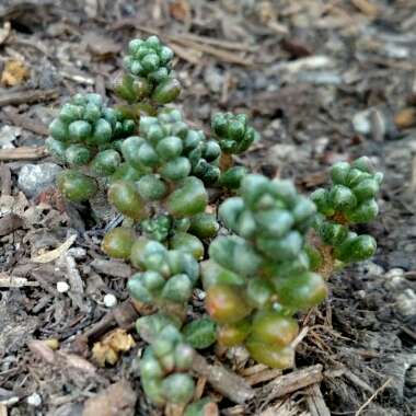 Sedum Furfuraceum