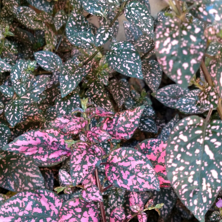 Hypoestes phyllostachya 'Splash Select Mix', Polka Dot Plant 'Splash ...