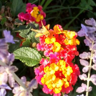 Lantana camara 'Pink Caprice'