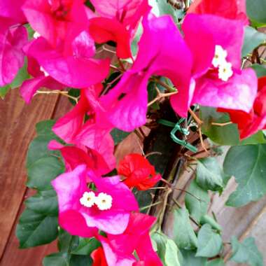 Bougainvillea 'James Walker'