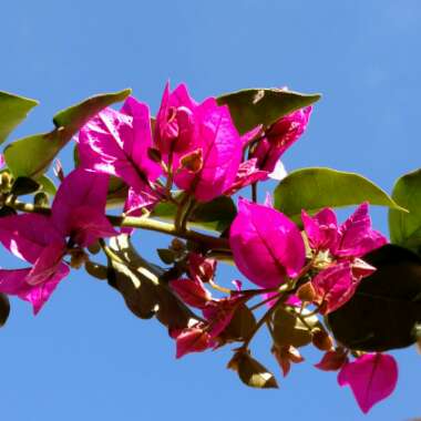 Bougainvillea x buttiana 'Barbara Karst'