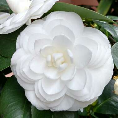 Camellia japonica 'White by the gate'