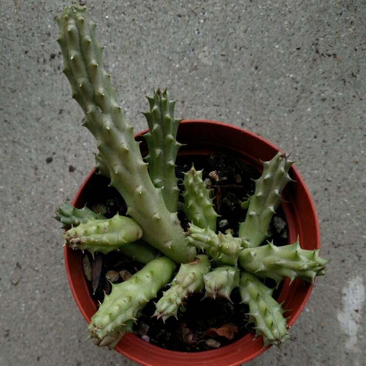 plant image 300934